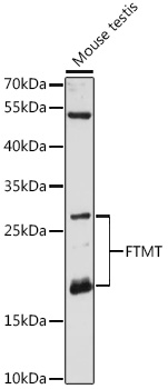 Western blot - FTMT Polyclonal Antibody 