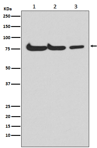Western blot analysis of Atg7(Apg7) expression in (1) HepG2 cell lysate; (2) Mouse spleen lysate; (3) Rat kidney lysate.