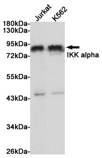 Western blot analysis of extracts from Jurkat and K562 cells using IKKα Rabbit pAb at 1:1000 dilution. Predicted band size: 85kDa. Observed band size: 85kDa.