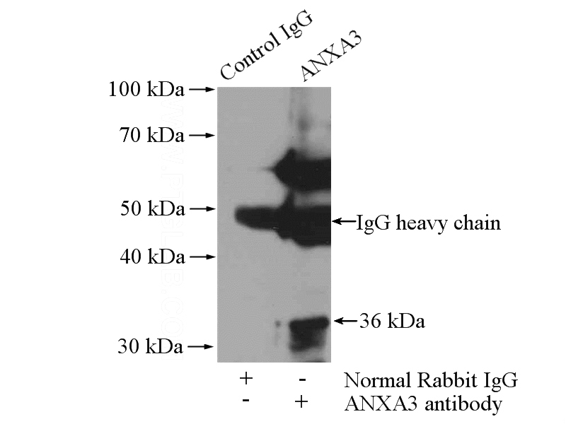 IP Result of anti-ANXA3 (IP:Catalog No:108094, 4ug; Detection:Catalog No:108094 1:500) with mouse liver tissue lysate 4000ug.