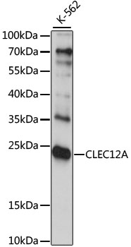 Western blot - CLEC12A Polyclonal Antibody 