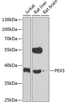 Western blot - PEX3 Polyclonal Antibody 