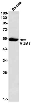 Western blot detection of MUM1 in Ramos cell lysates using MUM1 Rabbit mAb(1:1000 diluted).Predicted band size:52kDa.Observed band size:52kDa.