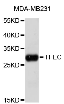 Western blot - TFEC Polyclonal Antibody 