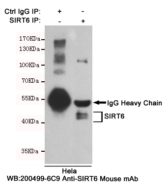Immunoprecipitation analysis of Hela cell lysates using SIRT6 mouse mAb.