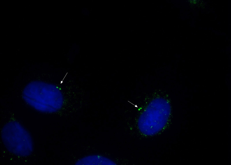 Immunofluorescent analysis of (-20oc Ethanol) fixed MDCK cells using Catalog No:107651(tubulin-gamma Antibody) at dilution of 1:150 and Alexa Fluor 488-congugated AffiniPure Goat Anti-Mouse IgG(H+L)