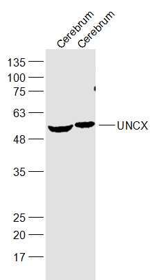Fig2: Sample:; Cerebrum (Mouse) Lysate at 40 ug; Cerebrum (Rat) Lysate at 40 ug; Primary: Anti-UNCX at 1/1000 dilution; Secondary: IRDye800CW Goat Anti-Rabbit IgG at 1/20000 dilution; Predicted band size: 54 kD; Observed band size: 54 kD