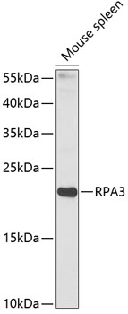 Western blot - RPA3 Polyclonal Antibody 