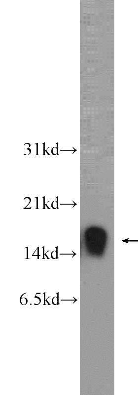 mouse brain tissue were subjected to SDS PAGE followed by western blot with Catalog No:110671(FKBP1A Antibody) at dilution of 1:1000