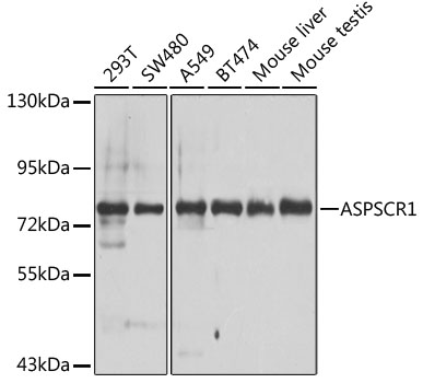 Western blot - ASPSCR1 Polyclonal Antibody 