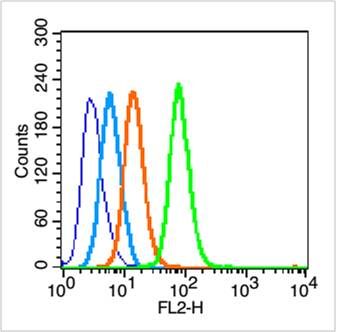 Fig5: Blank control (blue line): Hep G2 (fixed with 70% ethanol (Overnight at 4℃) and then permeabilized with 90% methanol for 20 min at -20℃).; Primary Antibody (green line): Rabbit Anti-VAX1 antibody ,Dilution: 0.2μg /10^6 cells;; Isotype Control Antibody (orange line): Rabbit IgG .; Secondary Antibody (white blue line): Goat anti-rabbit IgG-PE,Dilution: 1μg /test.