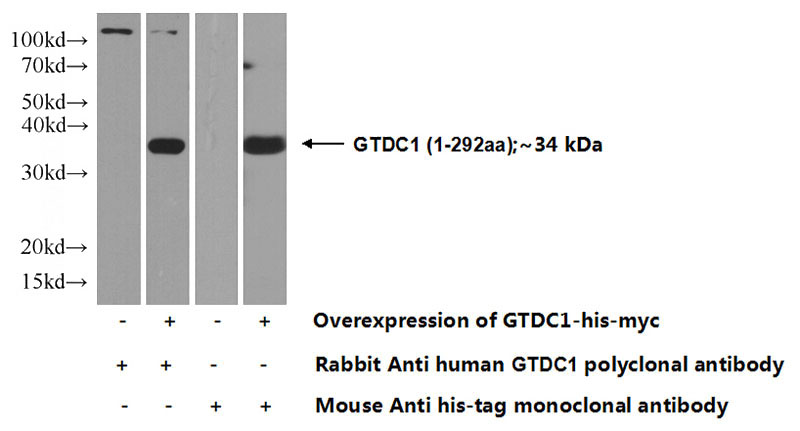 Transfected HEK-293 cells were subjected to SDS PAGE followed by western blot with Catalog No:111226(GTDC1 Antibody) at dilution of 1:500