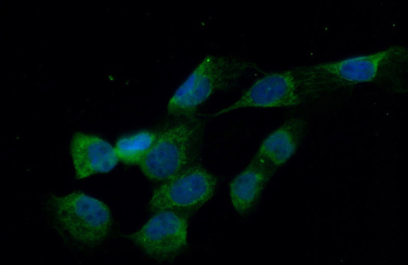 Immunofluorescent analysis of (10% Formaldehyde) fixed A431 cells using Catalog No:112905(MVD Antibody) at dilution of 1:50 and Alexa Fluor 488-congugated AffiniPure Goat Anti-Rabbit IgG(H+L)