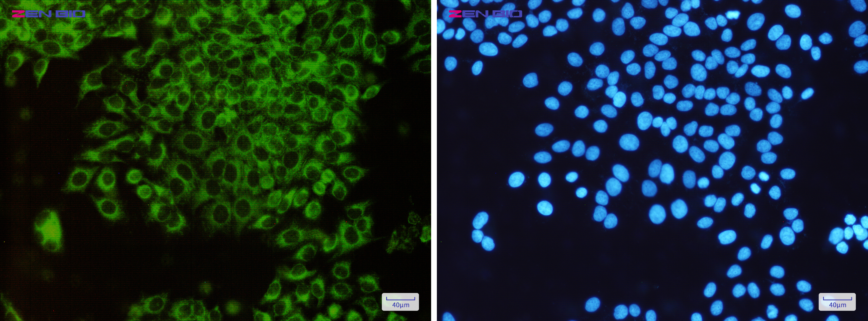 Immunocytochemistry of TOMM20(green) in Hela cells using TOMM20 Rabbit pAb at dilution 1/50, and DAPI(blue)