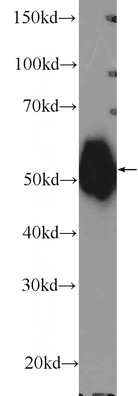 HeLa cells were subjected to SDS PAGE followed by western blot with Catalog No:110859(tubulin-gamma Antibody) at dilution of 1:600