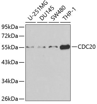 Western blot - CDC20 Polyclonal Antibody 