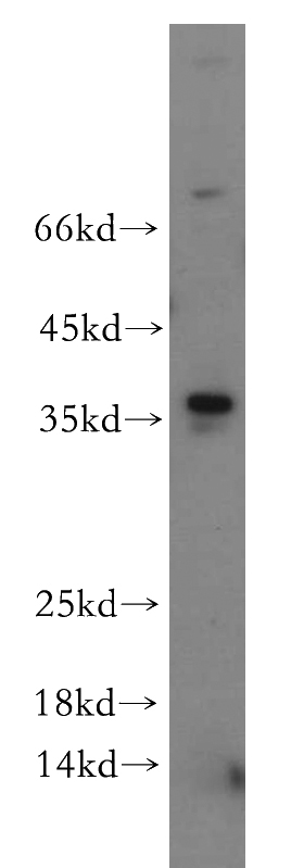 mouse thymus tissue were subjected to SDS PAGE followed by western blot with Catalog No:112686(MLX antibody) at dilution of 1:200