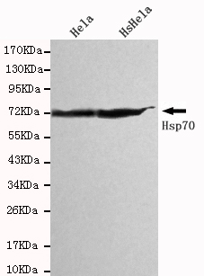 Western blot detection of Hsp70(C-terminus) in Hela and HsHela cell lysates using Hsp70(C-terminus) mouse mAb (1:1000 diluted).Predicted band size: 70KDa.Observed band size: 70KDa.