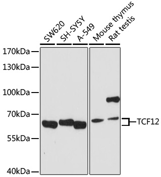 Western blot - TCF12 Polyclonal Antibody 