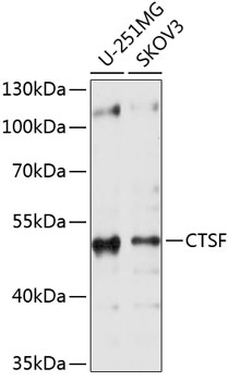 Western blot - CTSF Polyclonal Antibody 