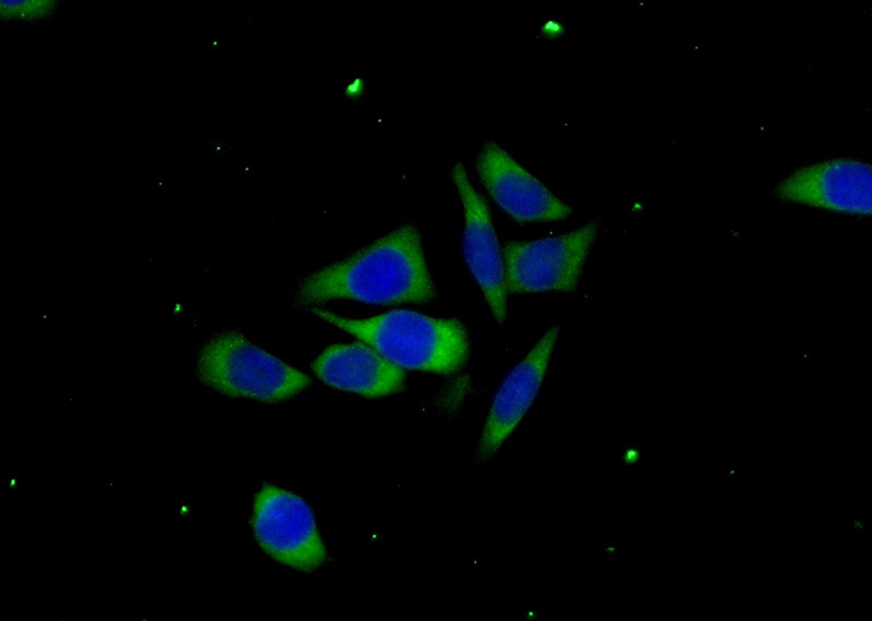 Immunofluorescent analysis of (-20oc Ethanol) fixed PC-3 cells using Catalog No:108777(C6orf130 Antibody) at dilution of 1:50 and Alexa Fluor 488-congugated AffiniPure Goat Anti-Rabbit IgG(H+L)