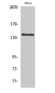 Fig1:; Western Blot analysis of various cells using MOV10L1 Polyclonal Antibody diluted at 1: 500