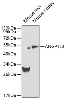 Western blot - ANGPTL3 Polyclonal Antibody 