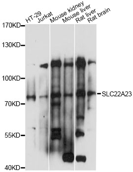 Western blot - SLC22A23 Polyclonal Antibody 