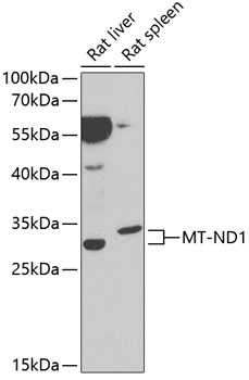 Western blot - MT-ND1 Polyclonal Antibody 
