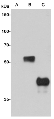 Western blot analysis of extracts from CHO-K1 cells (A) or CHO-K1 cells transfected with different Myc-fusion proteins (Bu3001C),using Myc-tag mouse mAb (1:1000 diluted).