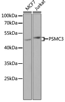 Western blot - PSMC3 Polyclonal Antibody 