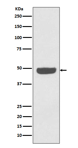Western blot analysis of NSE expression in HeLa cell lysate.