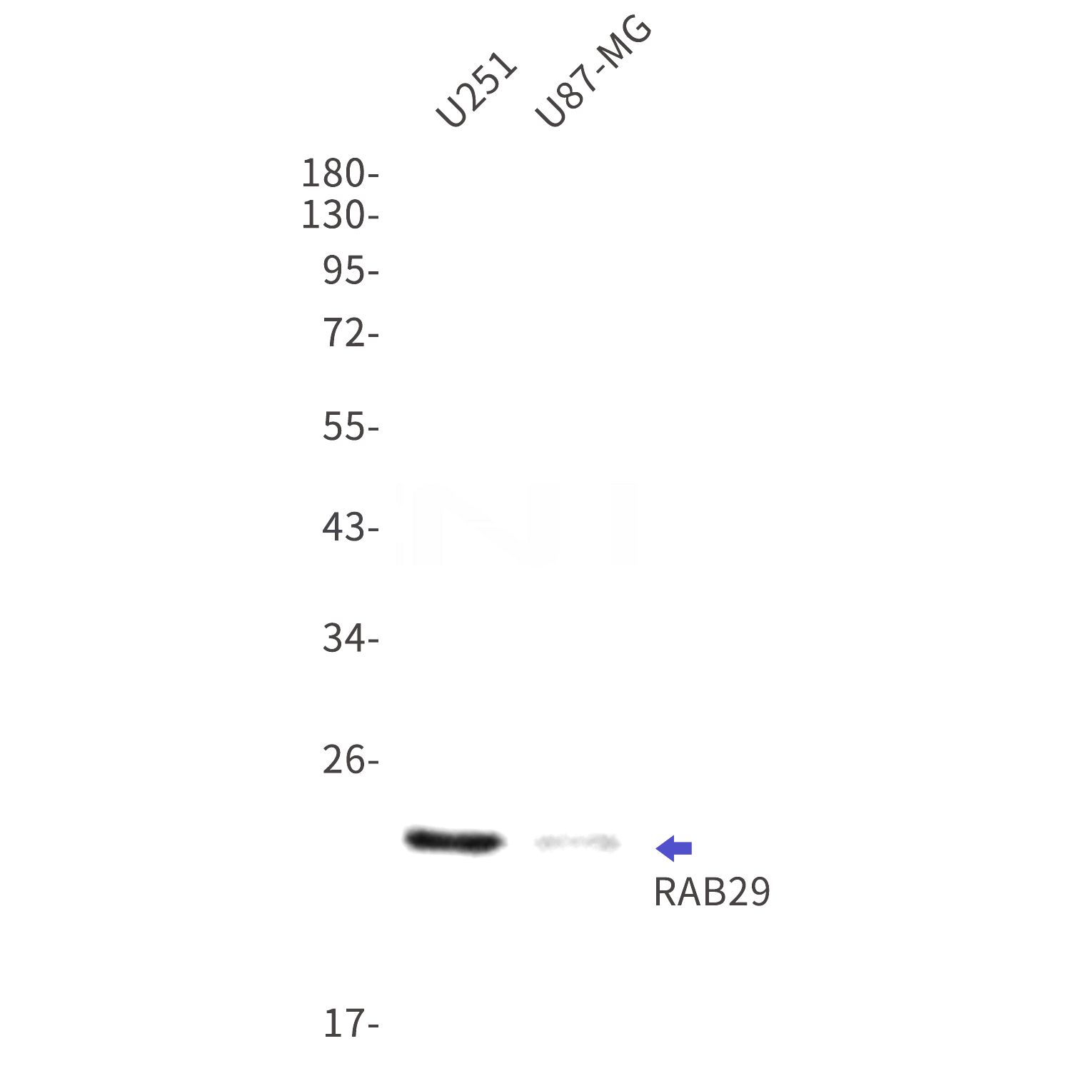 Western blot detection of RAB29 in U251,U87-MG cell lysates using RAB29 Rabbit mAb(1:1000 diluted).Predicted band size:23kDa.Observed band size:23kDa.