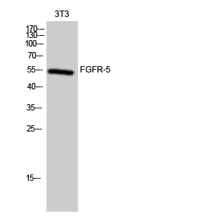 Fig1:; Western Blot analysis of 3T3 cells using FGFR-5 Polyclonal Antibody