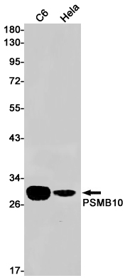 Western blot detection of PSMB10 in C6,Hela cell lysates using PSMB10 Rabbit pAb(1:1000 diluted).Predicted band size:29kDa.Observed band size:29kDa.