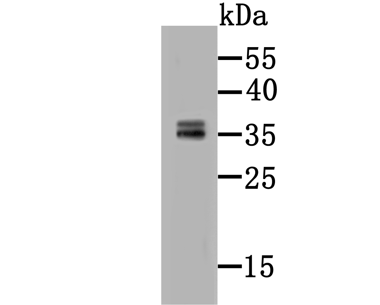 Fig1: Western blot analysis of CD137 on HepG2 cell lysate using anti-CD137 antibody at 1/500 dilution.