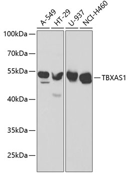 Western blot - TBXAS1 Polyclonal Antibody 