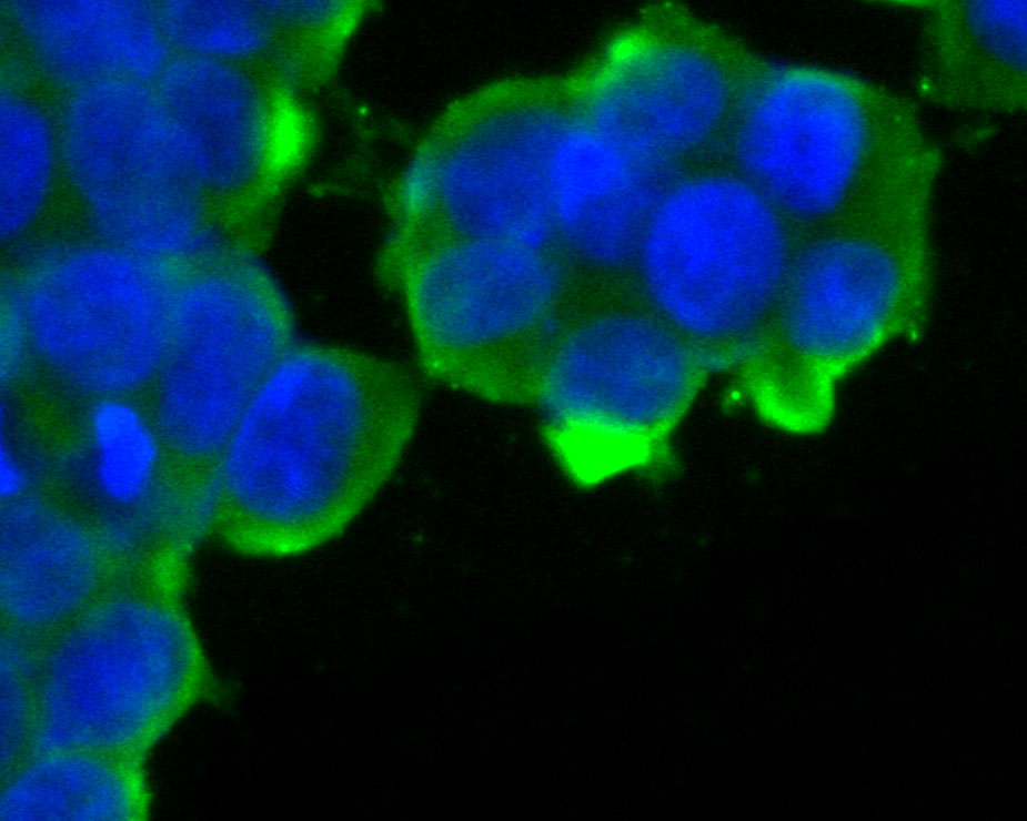 Fig2:; ICC staining of KCNQ4 in 293T cells (green). Formalin fixed cells were permeabilized with 0.1% Triton X-100 in TBS for 10 minutes at room temperature and blocked with 1% Blocker BSA for 15 minutes at room temperature. Cells were probed with the primary antibody ( 1/100) for 1 hour at room temperature, washed with PBS. Alexa Fluor®488 Goat anti-Rabbit IgG was used as the secondary antibody at 1/100 dilution. The nuclear counter stain is DAPI (blue).