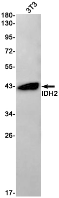 Western blot detection of IDH2 in 3T3 cell lysates using IDH2 Rabbit pAb(1:1000 diluted).Predicted band size:51kDa.Observed band size:43kDa.