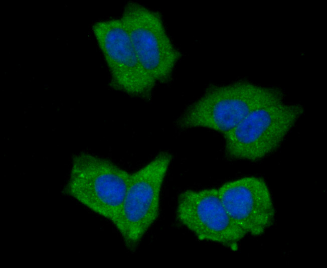 Fig1: ICC staining NLRC3 in MCF-7 cells (green). The nuclear counter stain is DAPI (blue). Cells were fixed in paraformaldehyde, permeabilised with 0.25% Triton X100/PBS.
