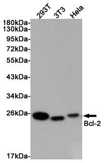 Western blot analysis of extracts from 293T, 3T3 and Hela cells using Bcl-2 Rabbit pAb at 1:1000 dilution. Predicted band size: 26kDa. Observed band size: 26kDa.