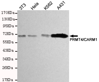 Western blot detection of PRMT4/CARM1 in Hela,A431 and K562 cell lysates using PRMT4/CARM1 mouse mAb (1:200-1:500 diluted).Predicted band size:63KDa.Observed band size:63KDa.