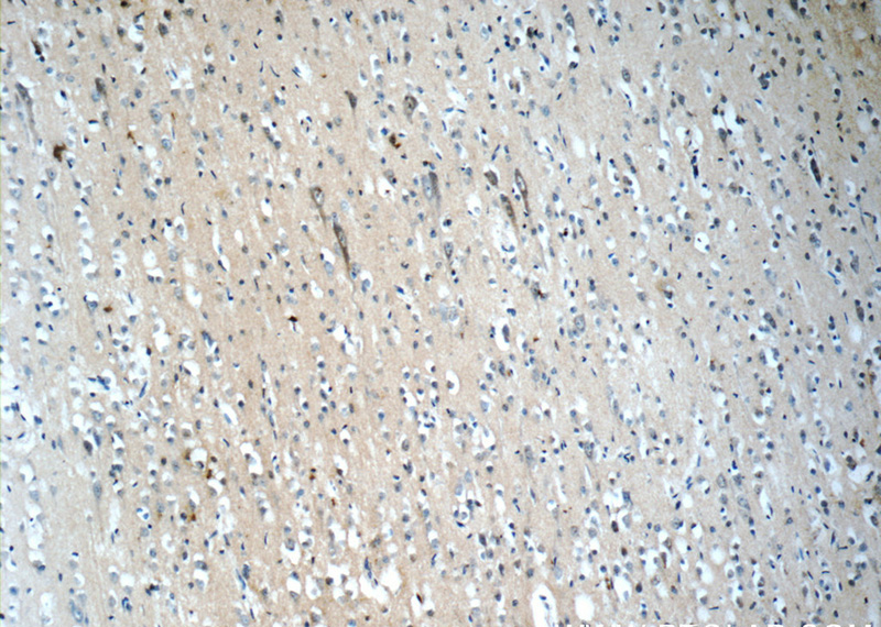 Immunohistochemistry of paraffin-embedded human brain slide using Catalog No:113222(NPS Antibody) at dilution of 1:50 (under 10x lens)