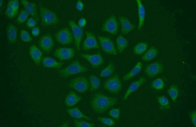 Immunofluorescent analysis of PC-3 cells using Catalog No:114126(PPIH Antibody) at dilution of 1:25 and Alexa Fluor 488-congugated AffiniPure Goat Anti-Rabbit IgG(H+L)