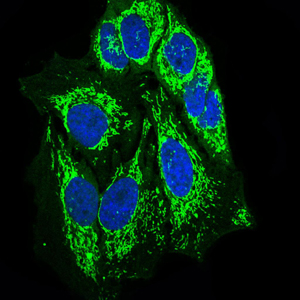 Immunofluorescence analysis of HeLa cells using SHP-2 mouse mAb (green). Blue: DRAQ5 fluorescent DNA dye.