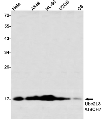 Western blot detection of Ube2L3/UBCH7 in Hela,A549,HL-60,U2OS,C6 using Ube2L3/UBCH7 Rabbit mAb(1:1000 diluted)