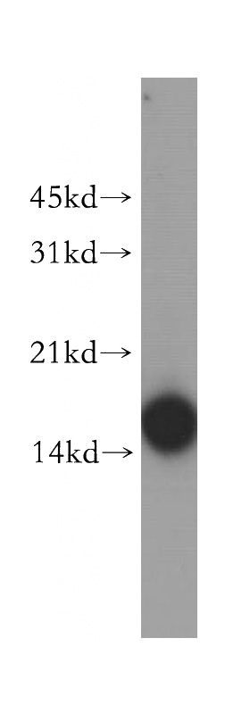 human heart tissue were subjected to SDS PAGE followed by western blot with Catalog No:110440(FABP4 antibody) at dilution of 1:300