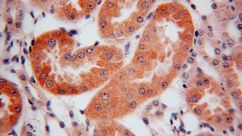 Immunohistochemical of paraffin-embedded human kidney using Catalog No:109328(CKAP4 antibody) at dilution of 1:200 (under 40x lens)