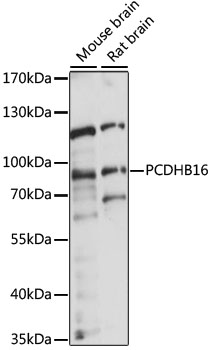Western blot - PCDHB16 Polyclonal Antibody 