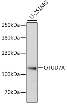 Western blot - OTUD7A Polyclonal Antibody 